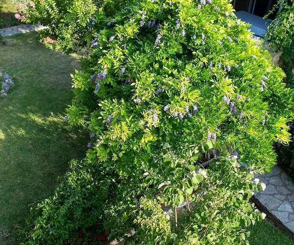 Vk فيلة Apolpaina